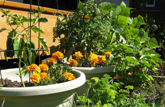 Peppers, marigolds and other plants growing in pots