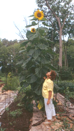 Giant Sunflower