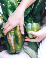 Giant Squash